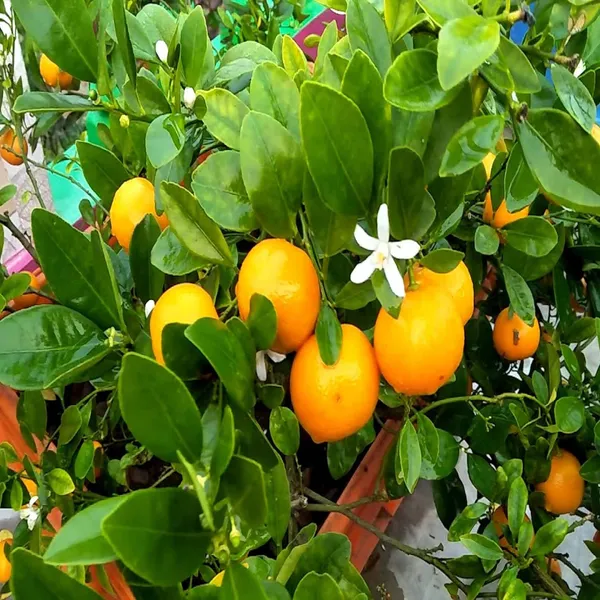Nimbu_Cot_Sour_All_Time_Lemon_Nimbu_Layering/Grafted_Fruit_Plant_(1-2_Feet_Height)