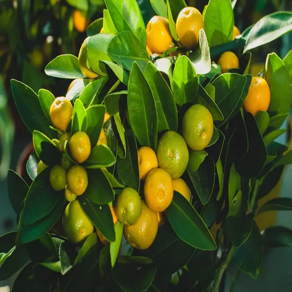 Nimbu_Cot_Sour_All_Time_Lemon_Nimbu_Layering/Grafted_Fruit_Plant_(1-2_Feet_Height)