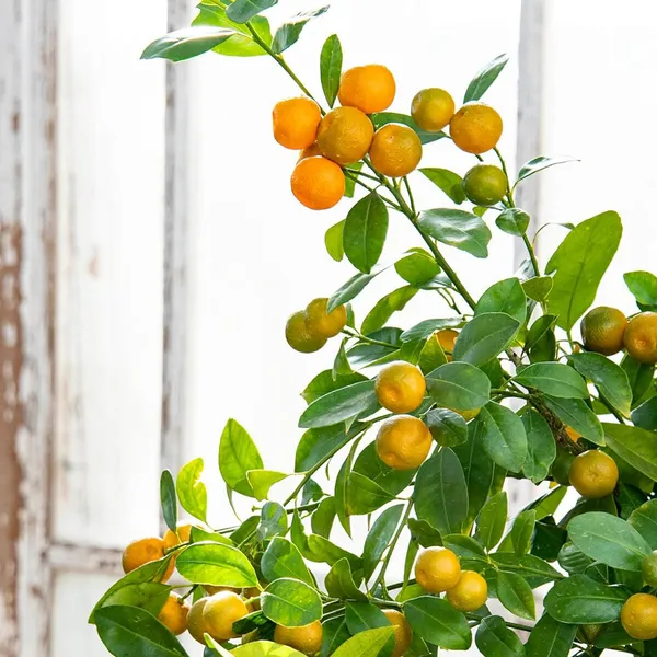 Nimbu_Cot_Sour_All_Time_Lemon_Nimbu_Layering/Grafted_Fruit_Plant_(1-2_Feet_Height)