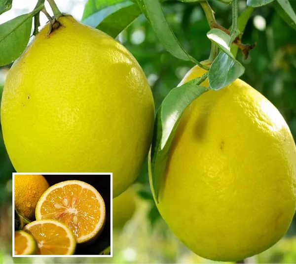 Nimbu_Big_Size_Ball_Pati_Lemon_Nimbu_Layering/Grafted_Fruit_Plant_(1-2_Feet_Height)