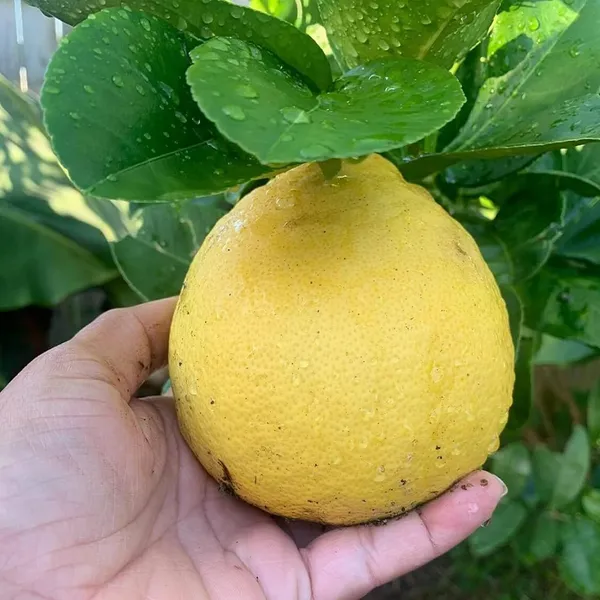 Nimbu_Big_Size_Ball_Pati_Lemon_Nimbu_Layering/Grafted_Fruit_Plant_(1-2_Feet_Height)