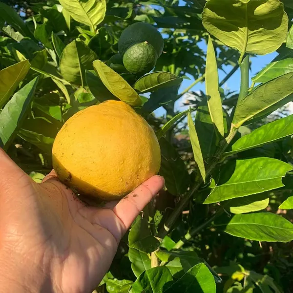 Nimbu_Big_Size_Ball_Pati_Lemon_Nimbu_Layering/Grafted_Fruit_Plant_(1-2_Feet_Height)
