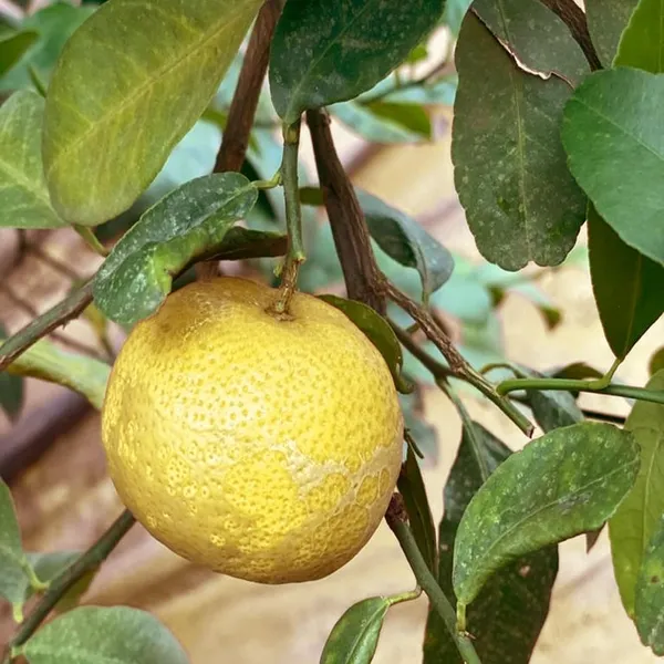Nimbu_Big_Size_Ball_Pati_Lemon_Nimbu_Layering/Grafted_Fruit_Plant_(1-2_Feet_Height)