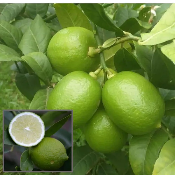 Nimbu_China_3_Seedless_Grafted_Fruit_Plant_(1-2_Feet_Height)