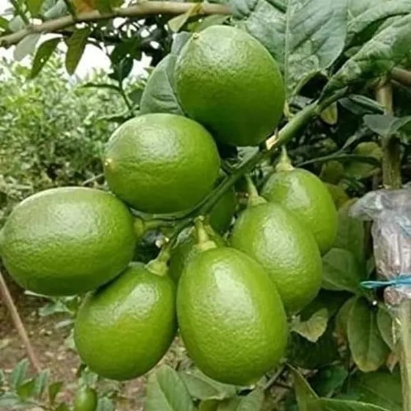 Nimbu_China_3_Seedless_Grafted_Fruit_Plant_(1-2_Feet_Height)