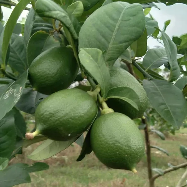 Nimbu_China_3_Seedless_Grafted_Fruit_Plant_(1-2_Feet_Height)