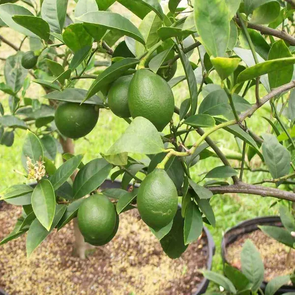 Nimbu_China_3_Seedless_Grafted_Fruit_Plant_(1-2_Feet_Height)