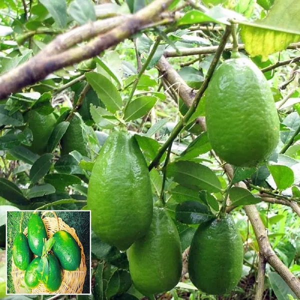 Gandharaj_Aroma_King_Lemon_Layering/Grafted_Fruit_Plant_(1-2_Feet_Height)