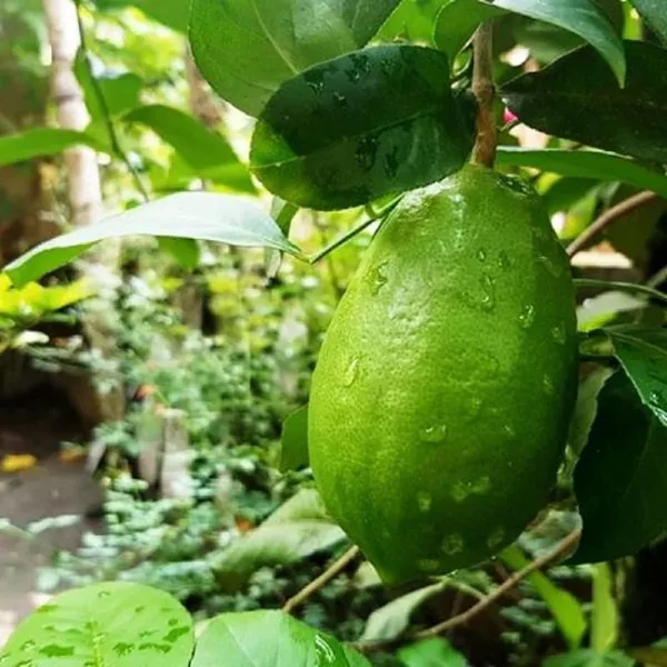 Gandharaj_Aroma_King_Lemon_Layering/Grafted_Fruit_Plant_(1-2_Feet_Height)