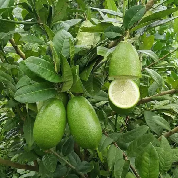 Gandharaj_Aroma_King_Lemon_Layering/Grafted_Fruit_Plant_(1-2_Feet_Height)