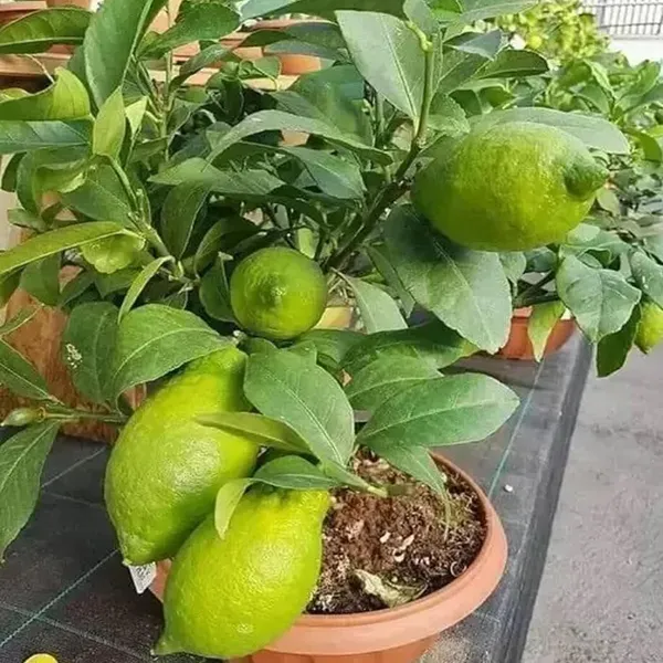 Gandharaj_Aroma_King_Lemon_Layering/Grafted_Fruit_Plant_(1-2_Feet_Height)