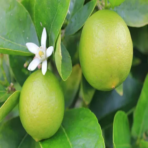 Nimbu_Kagzi_Lemon_All_Time_Lemon_Nimbu_Layering/Grafted_Fruit_Plant_(1-2_Feet_Height)