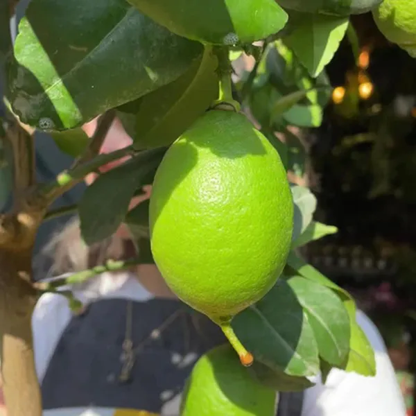 Nimbu_Kagzi_Lemon_All_Time_Lemon_Nimbu_Layering/Grafted_Fruit_Plant_(1-2_Feet_Height)