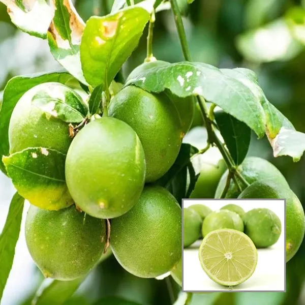 Nimbu_Layering_Grafted_Fruit_Plant_(1-2_Feet_Height)