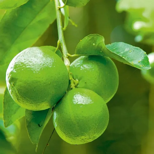 Nimbu_Layering_Grafted_Fruit_Plant_(1-2_Feet_Height)
