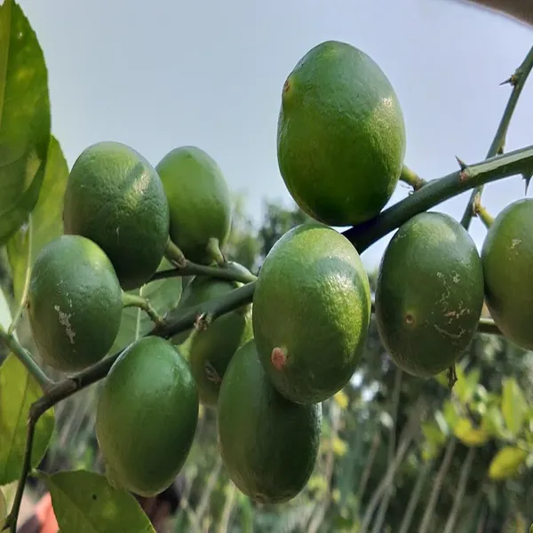 Nimbu_Layering_Grafted_Fruit_Plant_(1-2_Feet_Height)