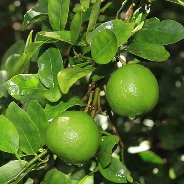 Nimbu_Layering_Grafted_Fruit_Plant_(1-2_Feet_Height)