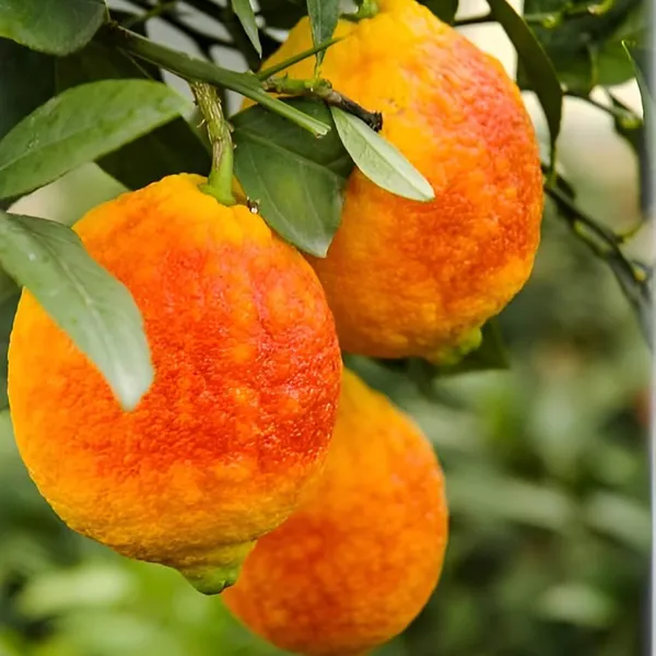 Nimbu_Red_Lemon_Lemon_Nimbu_Grafted_Fruit_Plant_(1-2_Feet_Height)