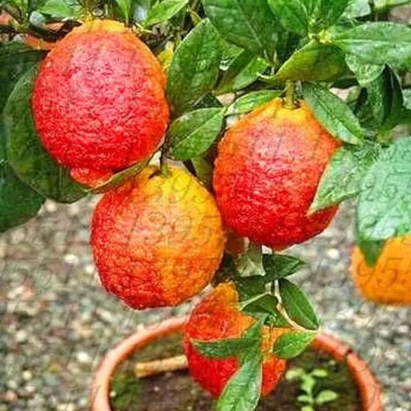 Nimbu_Red_Lemon_Lemon_Nimbu_Grafted_Fruit_Plant_(1-2_Feet_Height)