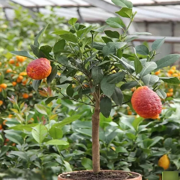 Nimbu_Red_Lemon_Lemon_Nimbu_Grafted_Fruit_Plant_(1-2_Feet_Height)
