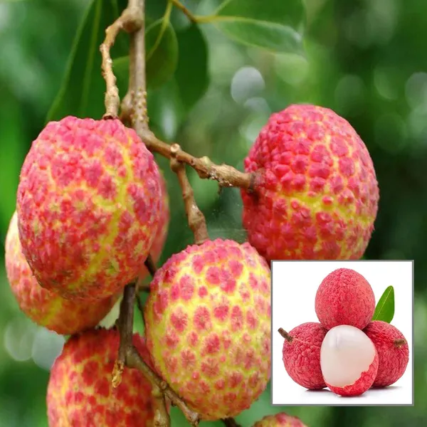 Chinensis_Litchi_Layering/Grafted_Fruit_Plant_(1.5-2_Feet_Height)