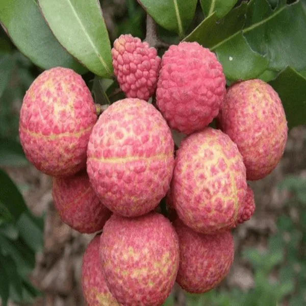 Chinensis_Litchi_Layering/Grafted_Fruit_Plant_(1.5-2_Feet_Height)
