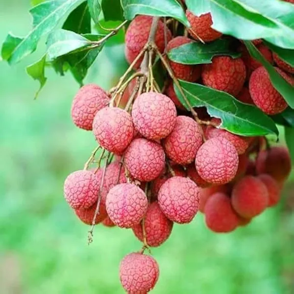 Chinensis_Litchi_Layering/Grafted_Fruit_Plant_(1.5-2_Feet_Height)