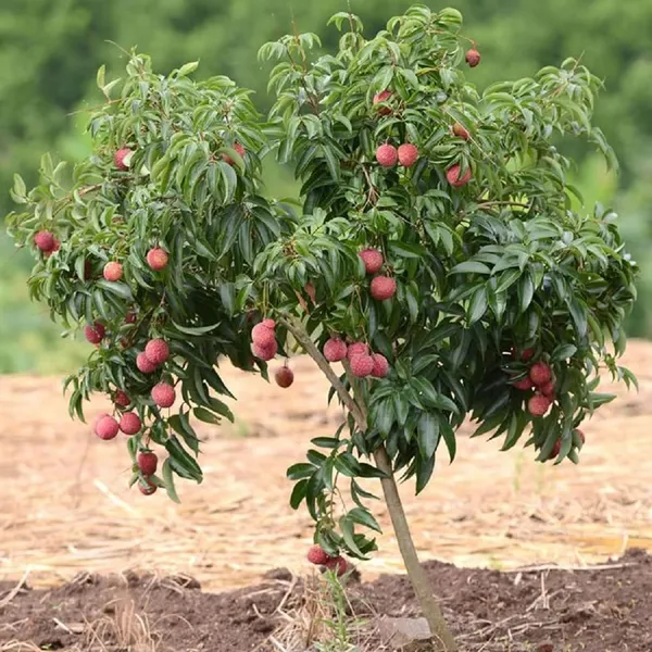 Chinensis_Litchi_Layering/Grafted_Fruit_Plant_(1.5-2_Feet_Height)