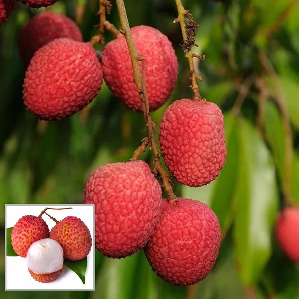 Bombai_Litchi_Lychee_Layering/Grafted_Fruit_Plant_(1.5-2_Feet_Height)