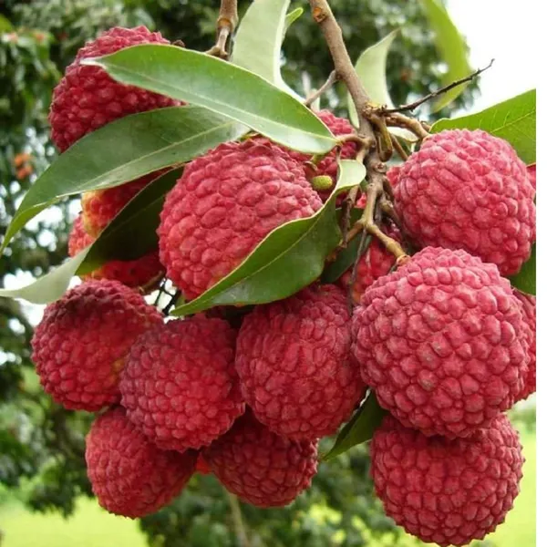 Bombai_Litchi_Lychee_Layering/Grafted_Fruit_Plant_(1.5-2_Feet_Height)