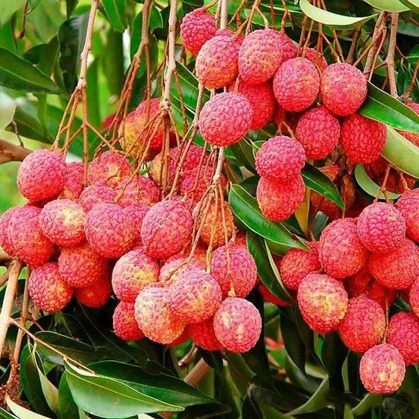 Bombai_Litchi_Lychee_Layering/Grafted_Fruit_Plant_(1.5-2_Feet_Height)