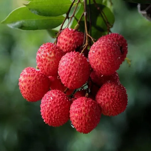 Muzaffarpur_Shahi_Litchi_Lychee_Fruit_Plant_(1.5-2_Feet_Height)
