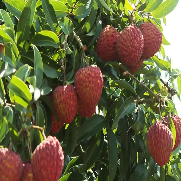 Muzaffarpur_Shahi_Litchi_Lychee_Fruit_Plant_(1.5-2_Feet_Height)