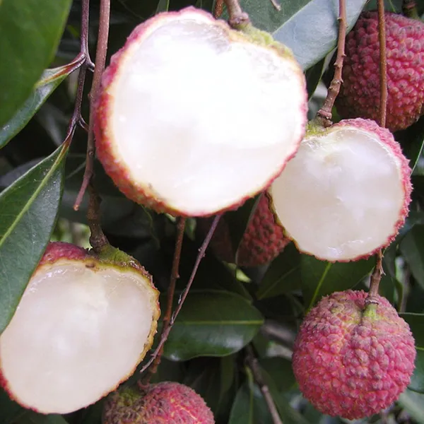 Early_Seedless_Litchi_Fruit_Plant_(1.5-2_Feet_Height)