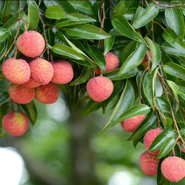 Early_Seedless_Litchi_Fruit_Plant_(1.5-2_Feet_Height)
