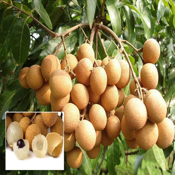 Kohala_Hawaii_Dragon_Eye_Longan_Grafted_Fruit_Plant_(1-2_Feet_Height)