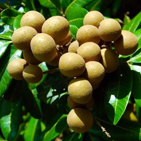 Kohala_Hawaii_Dragon_Eye_Longan_Grafted_Fruit_Plant_(1-2_Feet_Height)