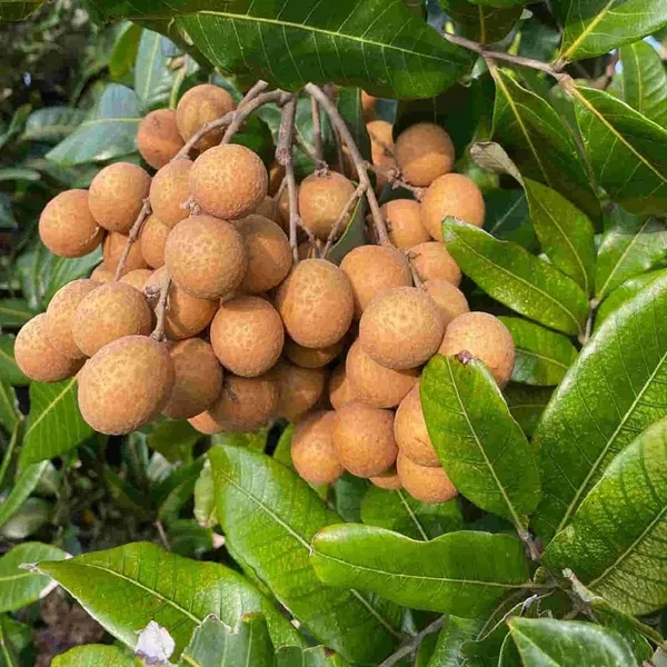 Kohala_Hawaii_Dragon_Eye_Longan_Grafted_Fruit_Plant_(1-2_Feet_Height)