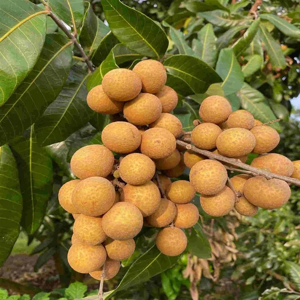 Kohala_Hawaii_Dragon_Eye_Longan_Grafted_Fruit_Plant_(1-2_Feet_Height)