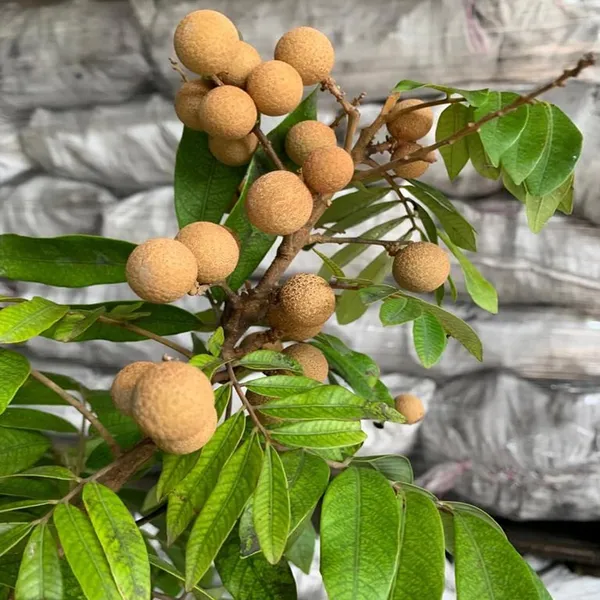 Kohala_Hawaii_Dragon_Eye_Longan_Grafted_Fruit_Plant_(1-2_Feet_Height)