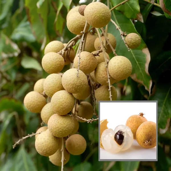 Diamond_River_Dragon_Eye_Longan_Grafted_Fruit_Plant_(1-2_Feet_Height)