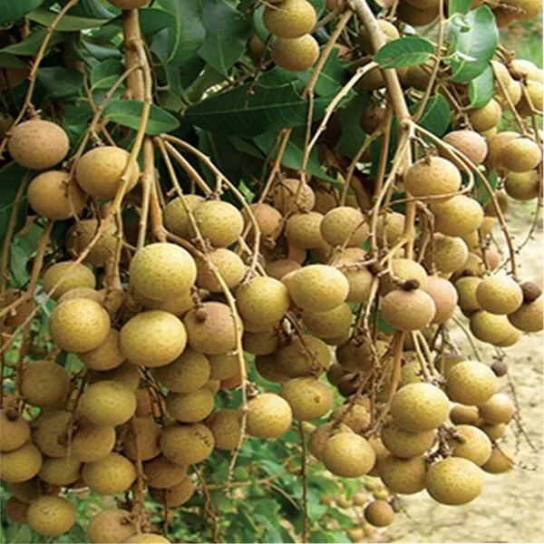 Diamond_River_Dragon_Eye_Longan_Grafted_Fruit_Plant_(1-2_Feet_Height)