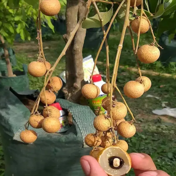 Diamond_River_Dragon_Eye_Longan_Grafted_Fruit_Plant_(1-2_Feet_Height)