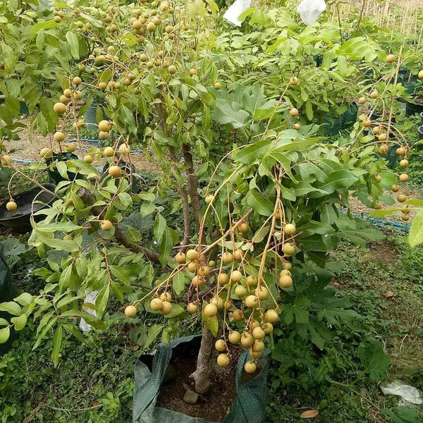 Diamond_River_Dragon_Eye_Longan_Grafted_Fruit_Plant_(1-2_Feet_Height)