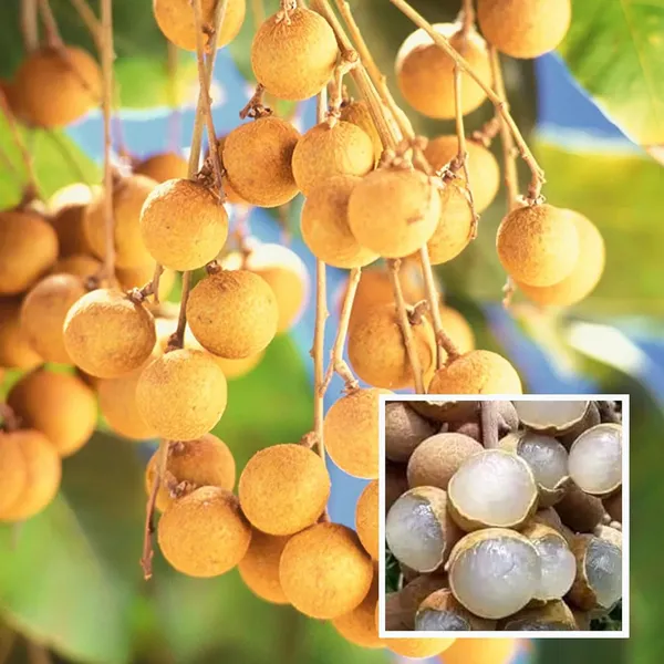 Khaki_Dragon_Eye_Longan_Grafted_Fruit_Plant_(1-2_Feet_Height)