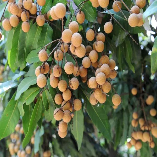 Khaki_Dragon_Eye_Longan_Grafted_Fruit_Plant_(1-2_Feet_Height)