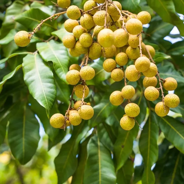 Khaki_Dragon_Eye_Longan_Grafted_Fruit_Plant_(1-2_Feet_Height)