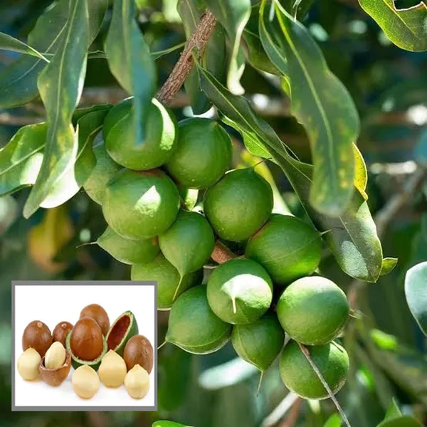 Macadamia_Nut_Fruit_Plant_(1-2_Feet_Height)