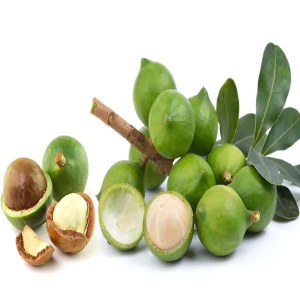 Macadamia_Nut_Fruit_Plant_(1-2_Feet_Height)