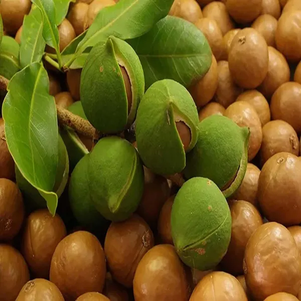 Macadamia_Nut_Fruit_Plant_(1-2_Feet_Height)